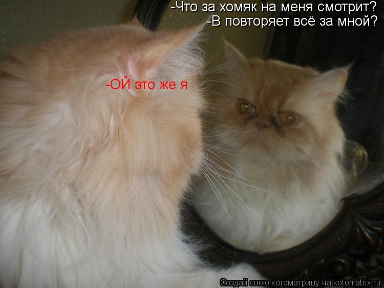 Котоматрица: -Что за хомяк на меня смотрит? -B повторяет всё за мной? -ОЙ это же я
