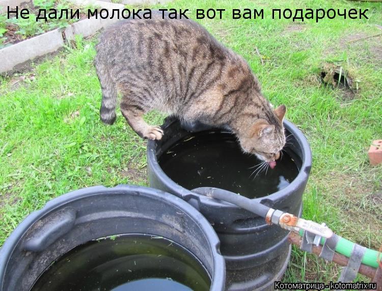 Котоматрица: Не дали молока так вот вам подарочек