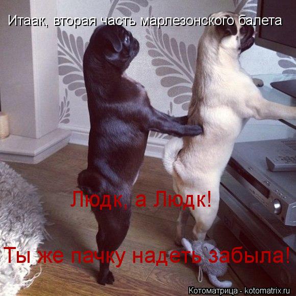 Котоматрица: Итаак, вторая часть марлезонского балета Людк, а Людк! Ты же пачку надеть забыла!