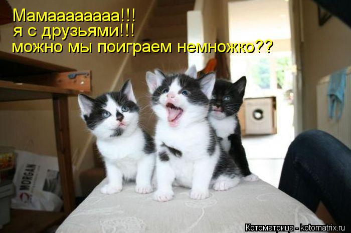 Мамаааааааа!!! я с друзьями!!! можно мы поиграем немножко??... Котоматрица: Мамаааааааа!!! я с друзьями!!! можно мы поиграем немножко??