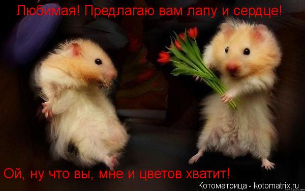 Любимая! Предлагаю вам лапу и сердце! Ой, ну что вы, мне и цветов хватит!... Котоматрица: Любимая! Предлагаю вам лапу и сердце! Ой, ну что вы, мне и цветов хватит!
