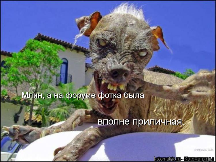 Млин, а на форуме фотка была вполне приличная.... Котоматрица: Млин, а на форуме фотка была вполне приличная.