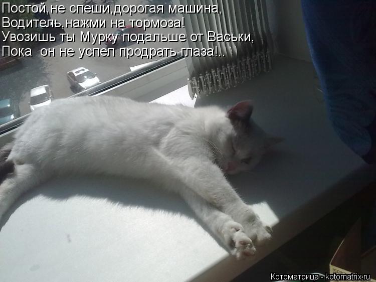 Котоматрица: Постой,не спеши,дорогая машина, Водитель,нажми на тормоза! Увозишь ты Мурку подальше от Васьки, Пока  он не успел продрать глаза!..