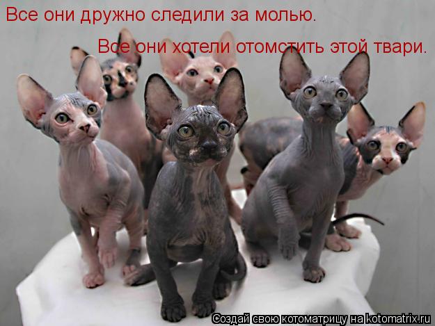 Все они дружно следили за молью. Все они хотели отомстить этой твари.... Котоматрица: Все они дружно следили за молью. Все они хотели отомстить этой твари.