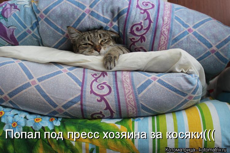 Котоматрица: Попал под пресс хозяина за косяки(((