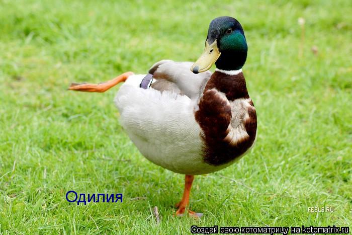 Котоматрица: Одилия