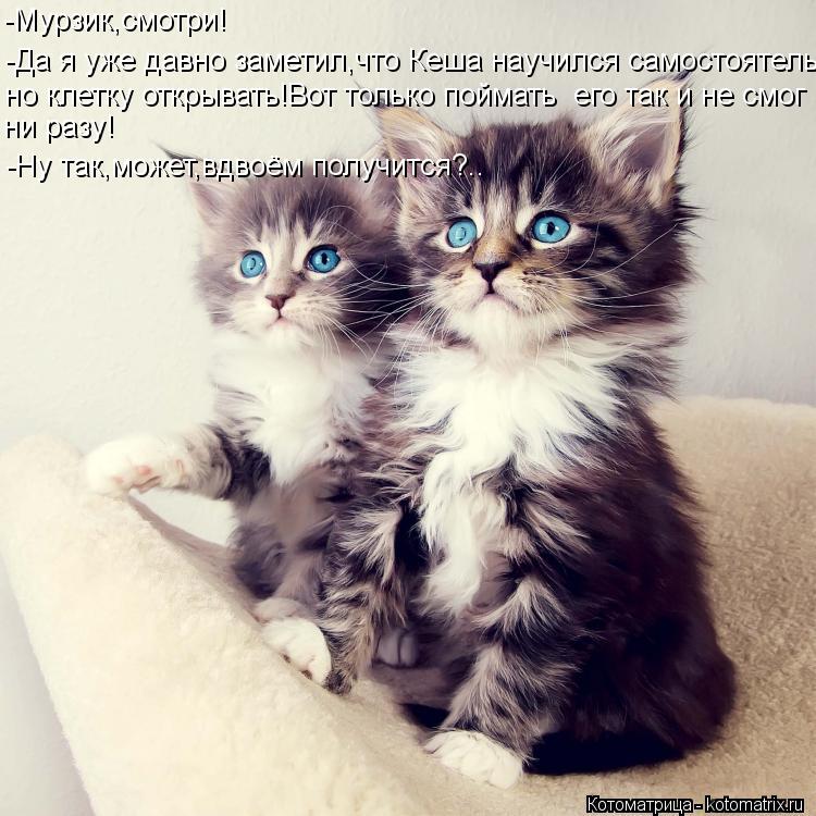 Котоматрица: -Мурзик,смотри! -Да я уже давно заметил,что Кеша научился самостоятель- но клетку открывать!Вот только поймать  его так и не смог ни разу! -Ну 