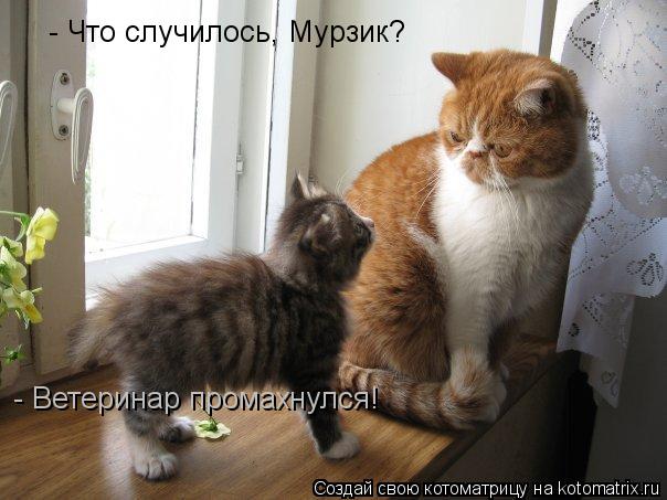 Котоматрица: - Что случилось, Мурзик? - Ветеринар промахнулся!