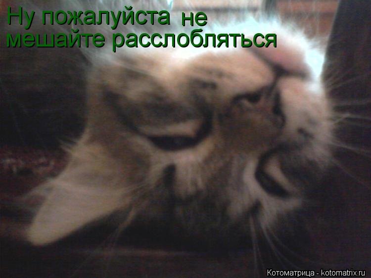 Ну пожалуйста не мешайте расслобляться... Котоматрица: Ну пожалуйста не мешайте расслобляться