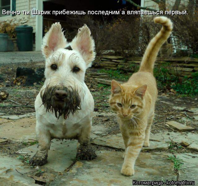 Вечно ты Шарик прибежишь последним а вляпаешься первый.... Котоматрица: Вечно ты Шарик прибежишь последним а вляпаешься первый.