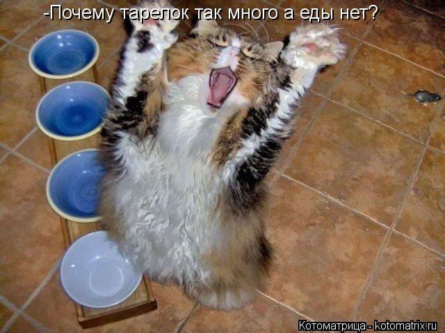 Котоматрица: -Почему тарелок так много а еды нет?