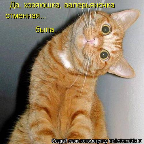 Котоматрица: Да, хозяюшка, валерьяночка  отменная...  была...