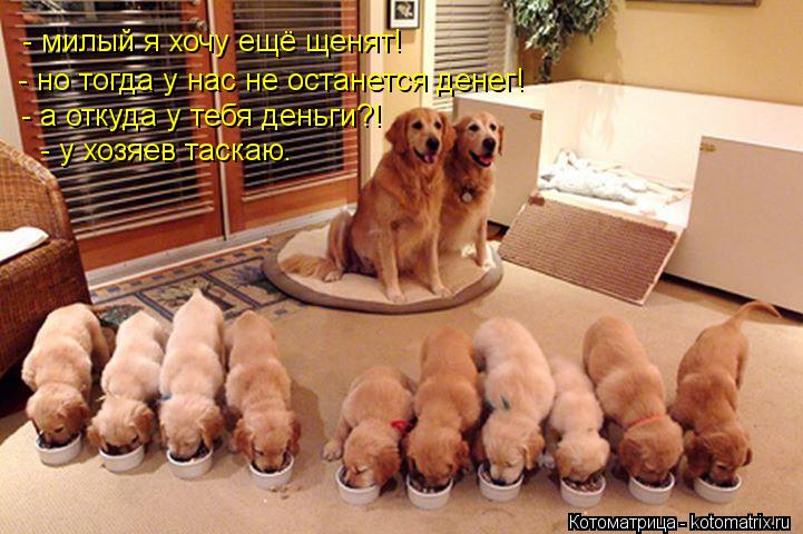 - милый я хочу ещё щенят! - но тогда у нас не останется денег! - а откуда у тебя деньги?! - у хозяев ... Котоматрица: - милый я хочу ещё щенят! - но тогда у нас не останется денег! - а откуда у тебя деньги?! - у хозяев таскаю.