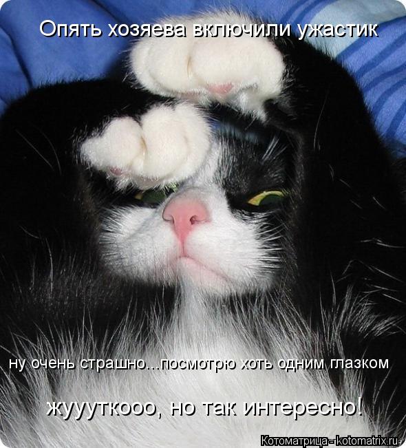 Опять хозяева включили ужастик ну очень страшно...посмотрю хоть одним глазком жуууткооо, но так интер... Котоматрица: Опять хозяева включили ужастик ну очень страшно...посмотрю хоть одним глазком жуууткооо, но так интересно!
