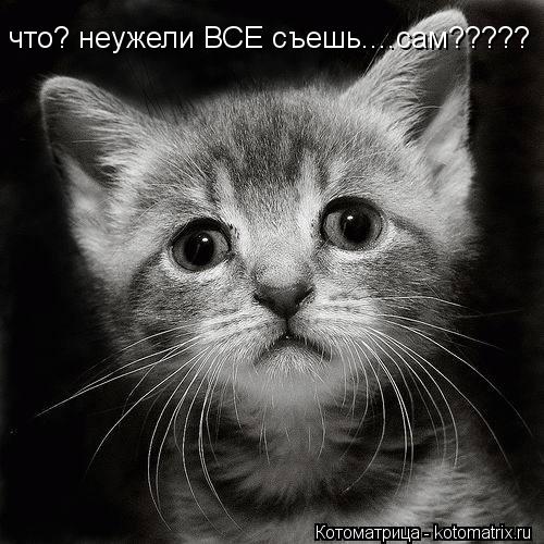 Котоматрица: что? неужели ВСЕ съешь....сам?????