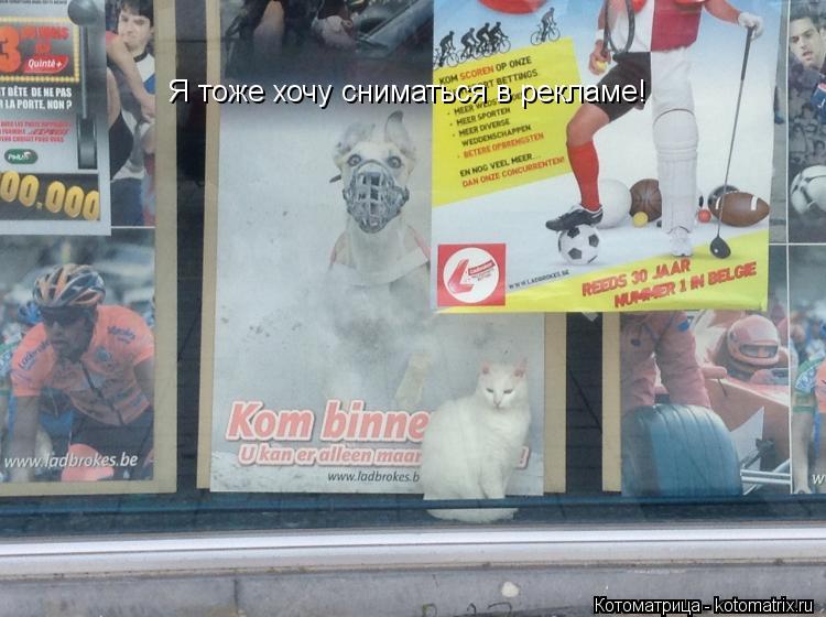 Я тоже хочу сниматься в рекламе!... Котоматрица: Я тоже хочу сниматься в рекламе!
