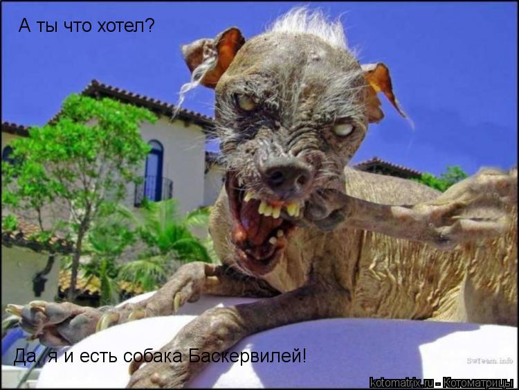А ты что хотел? Да, я и есть собака Баскервилей!... Котоматрица: А ты что хотел? Да, я и есть собака Баскервилей!