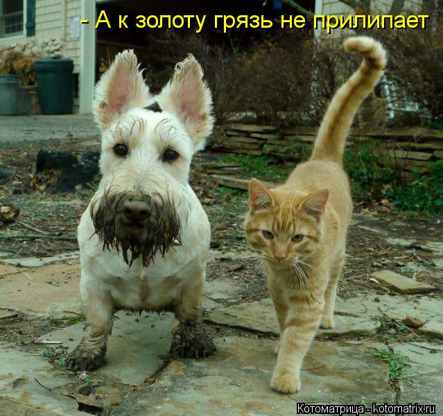 - А к золоту грязь не прилипает... Котоматрица: - А к золоту грязь не прилипает