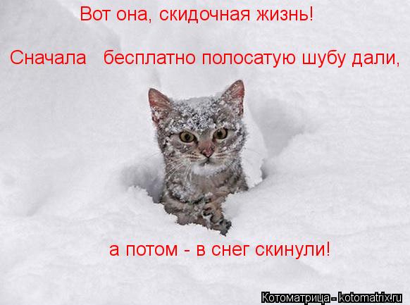 Вот она, скидочная жизнь! Сначала бесплатно полосатую шубу дали, а потом - в снег скинули!... Котоматрица: Вот она, скидочная жизнь! Сначала бесплатно полосатую шубу дали, а потом - в снег скинули!