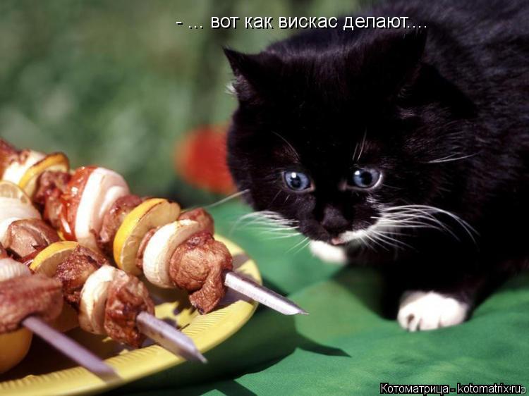 - ... вот как вискас делают....... Котоматрица: - ... вот как вискас делают....