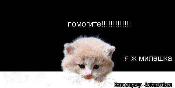 помогите!!!!!!!!!!!!! я ж милашка... Котоматрица: помогите!!!!!!!!!!!!! я ж милашка
