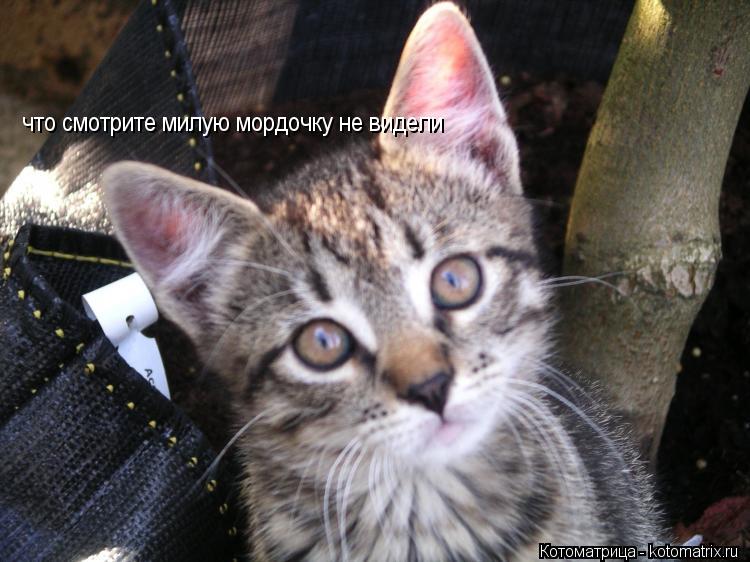 Котоматрица: что смотрите милую мордочку не видели
