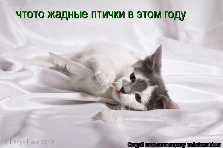 чтото жадные птички в этом году... Котоматрица: чтото жадные птички в этом году