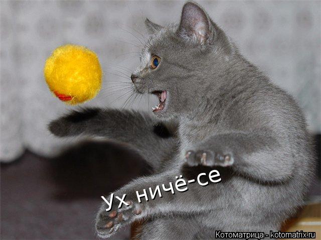 Ух ничё-се Ух ничё-се... Котоматрица: Ух ничё-се Ух ничё-се