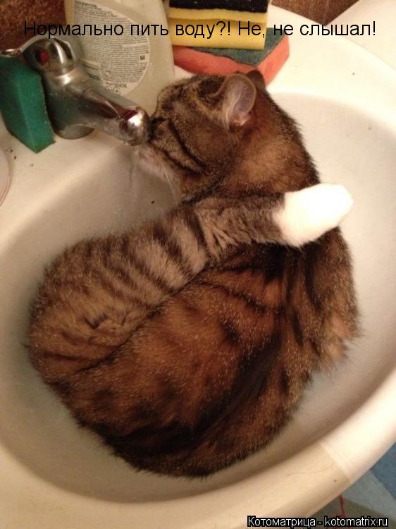 Нормально пить воду?! Не, не слышал! Нормально пить воду?! Не, не слышал!... Котоматрица: Нормально пить воду?! Не, не слышал! Нормально пить воду?! Не, не слышал!