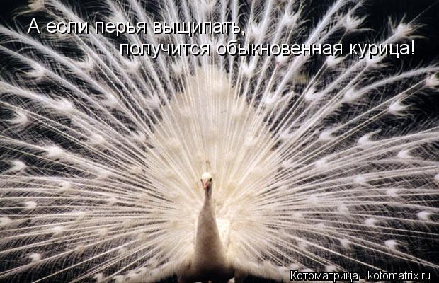 А если перья выщипать, получится обыкновенная курица!... Котоматрица: А если перья выщипать, получится обыкновенная курица!