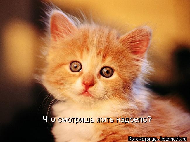 Что смотришь жить надоело?... Котоматрица: Что смотришь жить надоело?