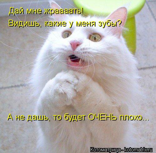 Дай мне жраааать! Видишь, какие у меня зубы? А не дашь, то будет ОЧЕНЬ плохо...... Котоматрица: Дай мне жраааать! Видишь, какие у меня зубы? А не дашь, то будет ОЧЕНЬ плохо...
