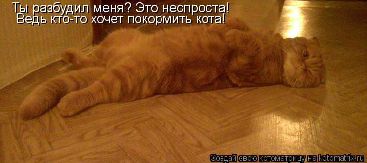 Ты разбудил меня? Это неспроста! Ведь кто-то хочет покормить кота!... Котоматрица: Ты разбудил меня? Это неспроста! Ведь кто-то хочет покормить кота!