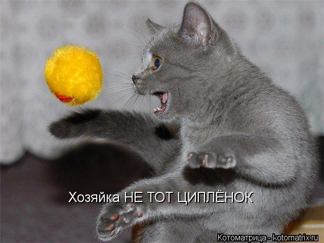 Хозяйка НЕ ТОТ ЦИПЛЁНОК... Котоматрица: Хозяйка НЕ ТОТ ЦИПЛЁНОК
