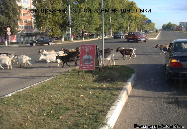 ... и дружной толпой идём на шашлыки...... Котоматрица: ... и дружной толпой идём на шашлыки...
