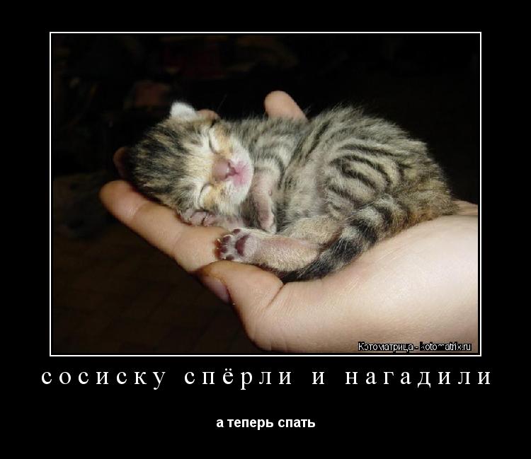 Котоматрица: сосиску спёрли и нагадили а теперь спать