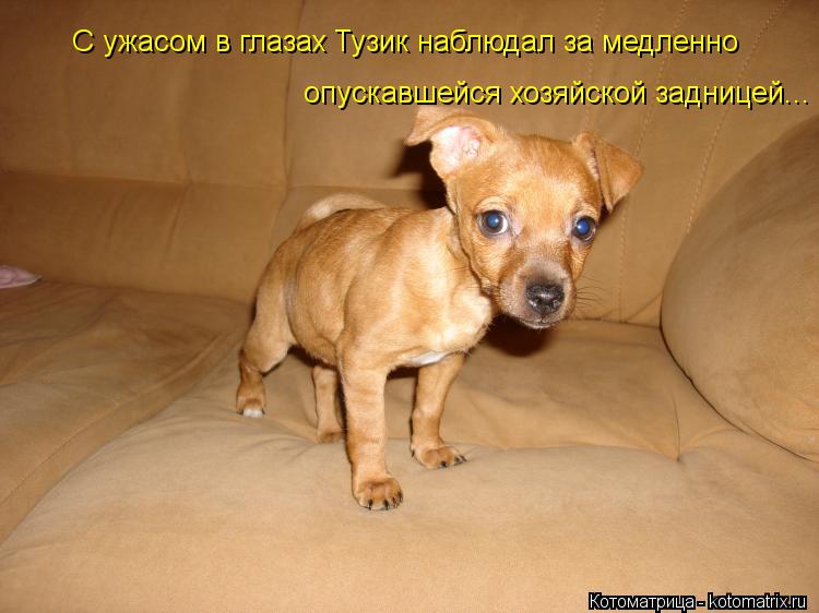 С ужасом в глазах Тузик наблюдал за медленно опускавшейся хозяйской задницей...... Котоматрица: С ужасом в глазах Тузик наблюдал за медленно опускавшейся хозяйской задницей...