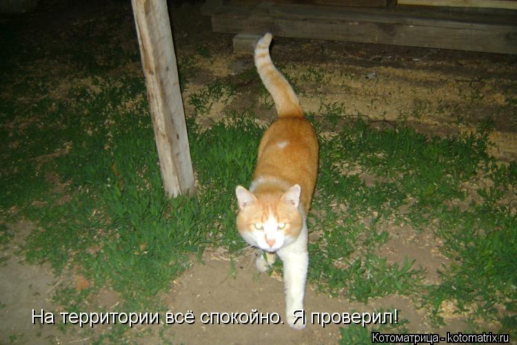 На территории всё спокойно. Я проверил!... Котоматрица: На территории всё спокойно. Я проверил!