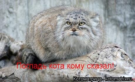Погладь кота кому сказал!... Котоматрица: Погладь кота кому сказал!