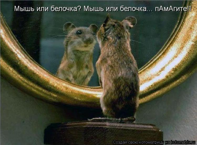 Котоматрица: Мышь или белочка? Мышь или белочка... пАмАгите!!