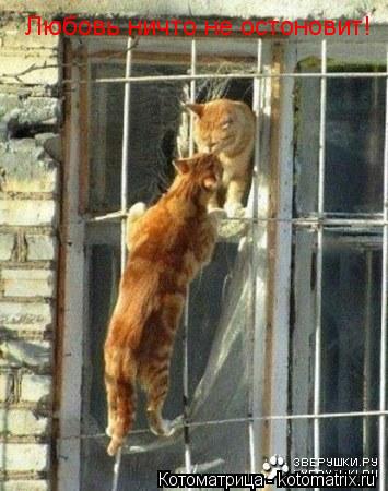 Любовь ничто не остоновит!... Котоматрица: Любовь ничто не остоновит!