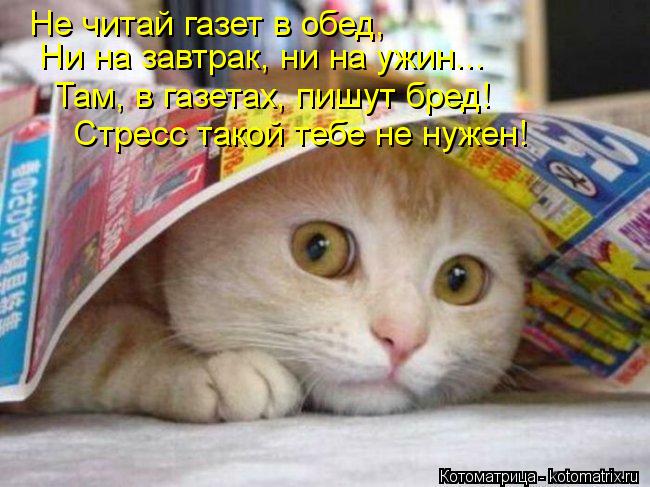 Не читай газет в обед, Ни на завтрак, ни на ужин... Там, в газетах, пишут бред! Стресс такой тебе не ... Котоматрица: Не читай газет в обед, Ни на завтрак, ни на ужин... Там, в газетах, пишут бред! Стресс такой тебе не нужен!
