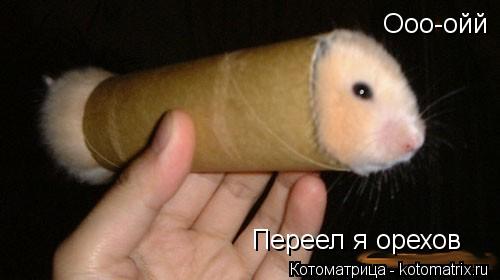 Ооо-ойй Переел я орехов... Котоматрица: Ооо-ойй Переел я орехов