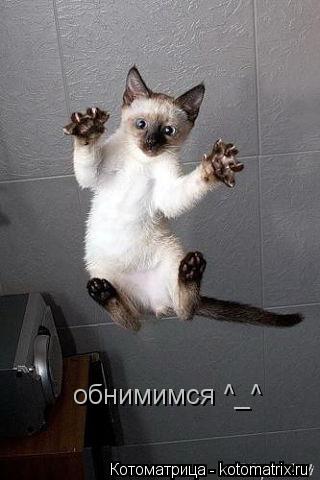обнимимся ^_^... Котоматрица: обнимимся ^_^