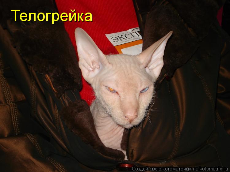 Телогрейка... Котоматрица: Телогрейка