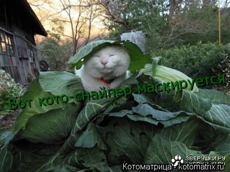 Вот кото-снайпер маскируется... Котоматрица: Вот кото-снайпер маскируется
