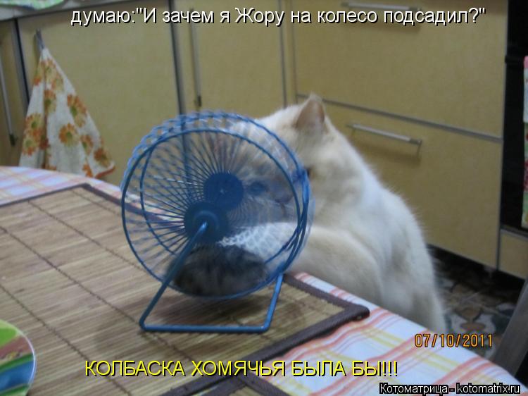 думаю:"И зачем я Жору на колесо подсадил?" КОЛБАСКА ХОМЯЧЬЯ БЫЛА БЫ!!!... Котоматрица: думаю:"И зачем я Жору на колесо подсадил?" КОЛБАСКА ХОМЯЧЬЯ БЫЛА БЫ!!!