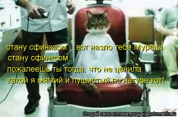стану сфинксом... вот назло тебе Мурёна стану сфинксом... пожалеешь ты тогда, что не ценила какой я ... Котоматрица: стану сфинксом... вот назло тебе Мурёна стану сфинксом... пожалеешь ты тогда, что не ценила какой я мягкий и пушистый по натуре кот!