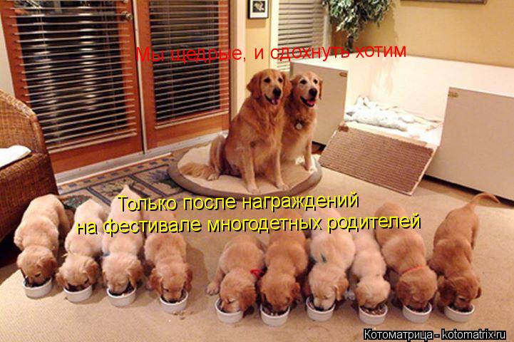 Котоматрица: Мы щедрые, и сдохнуть хотим Только после награждений на фестивале многодетных родителей
