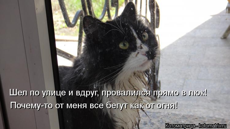 Шел по улице и вдруг, провалился прямо в люк! Почему-то от меня, все бегут ... Котоматрица: Шел по улице и вдруг, провалился прямо в люк! Почему-то от меня, все бегут как от огня! Шел по улице и вдруг, провалился прямо в л